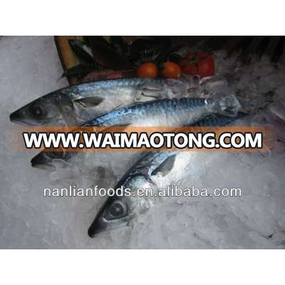 good quality pacific mackerel / sell fish