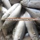 frozen market horse mackerel for importers in africa