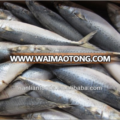 new coming 400-600g mackerel frozen fish seller