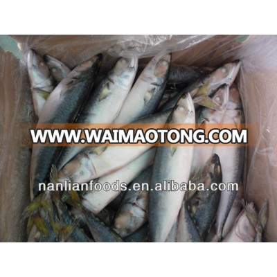 seafood (mackerel 200-300 )