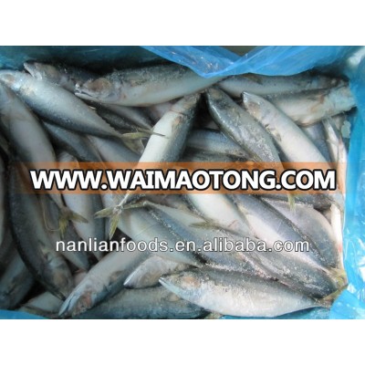 seafood (mackerel:200-300)